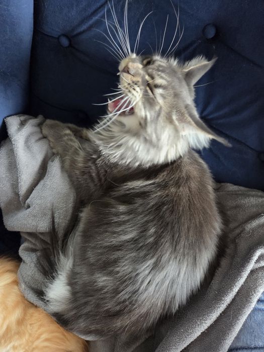 Kocurek Maine Coon