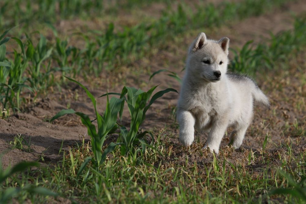 Sunia Siberian Husky FCI