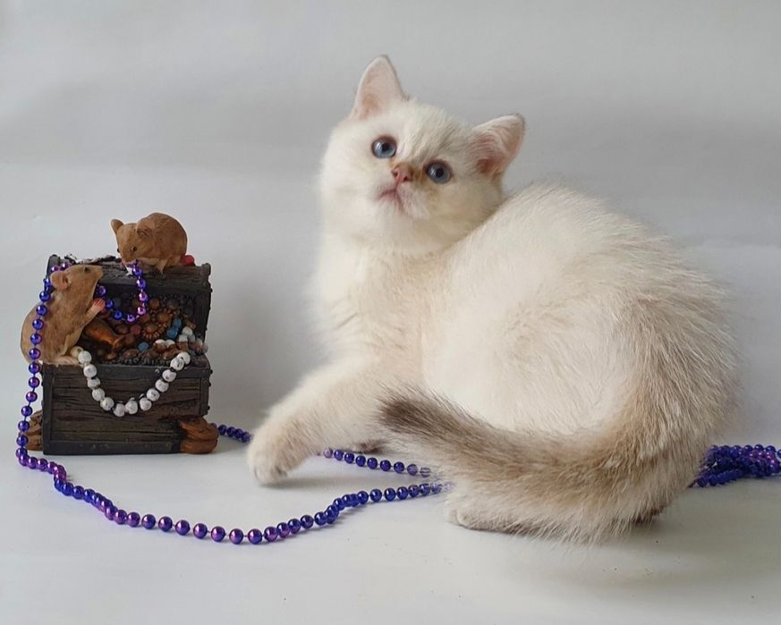 Котики, кошечки, котята. Если в доме нет котодеток тогда в нем скукота