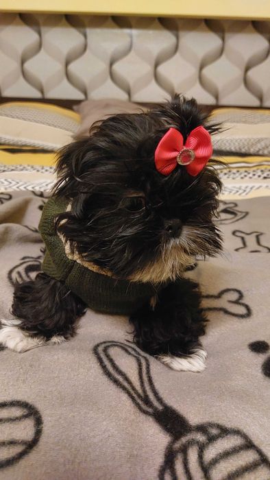 Shih tzu piękna suczka szuka kochającego domku