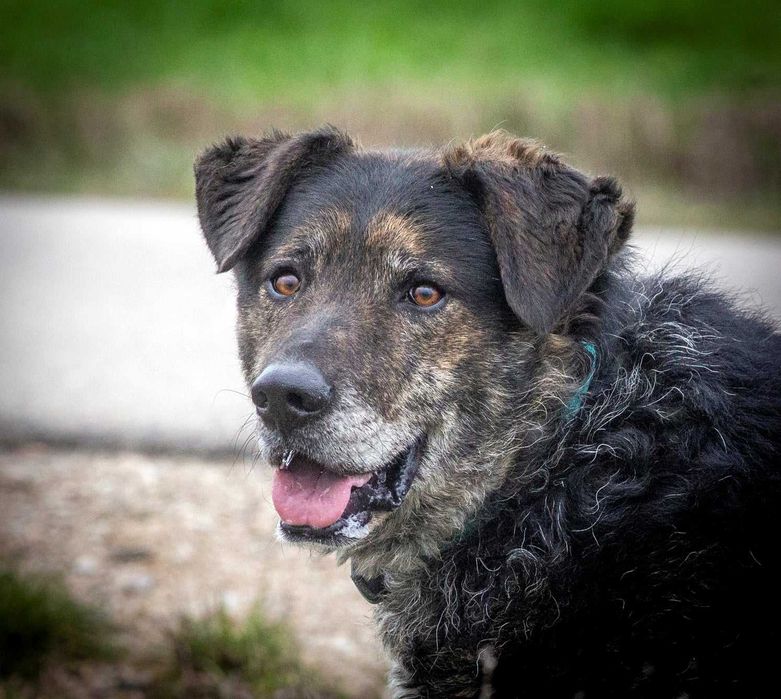 Esej - psi przystojniak o przepięknym charakterze