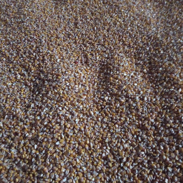 Kukurydza sucha 2025