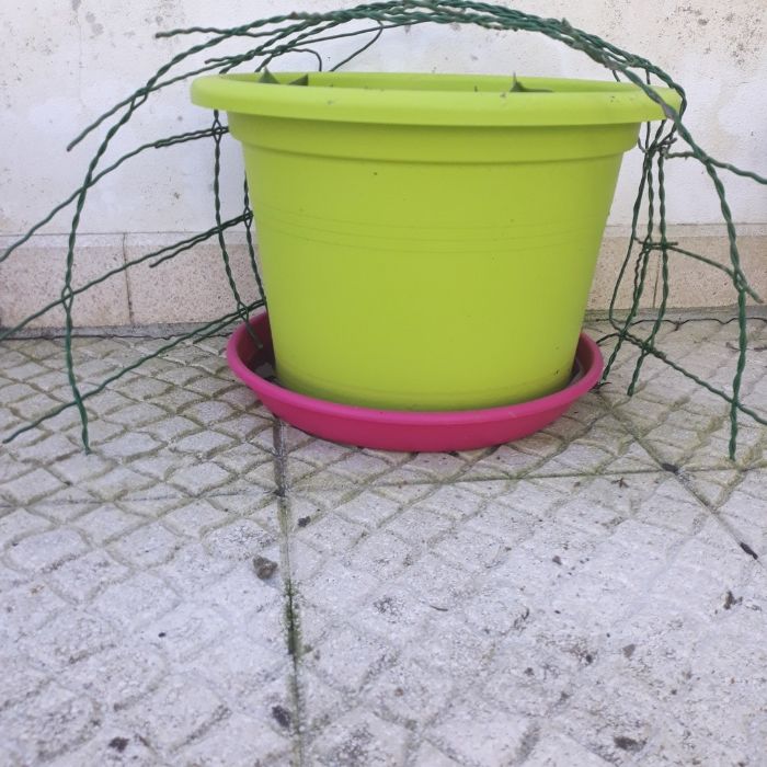 Palmeira / planta yuca elefante
