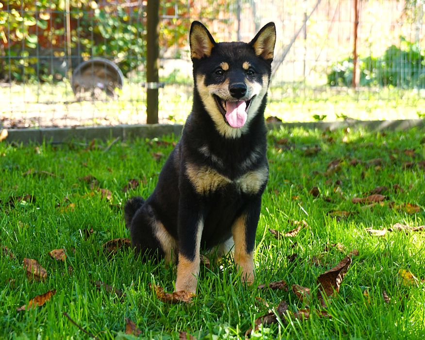 shiba inu czarna suczka szczeniaczek