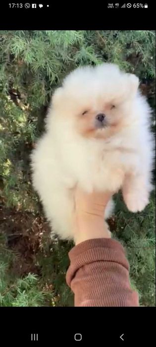 Гарнюнька Дівчинка Шпіц.