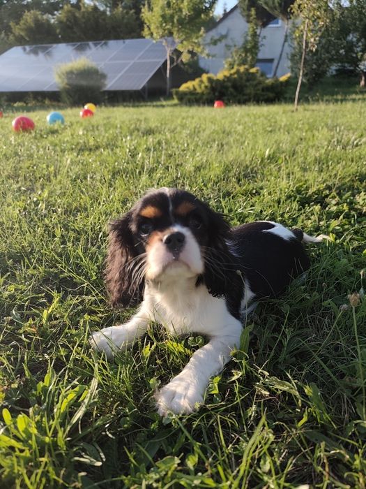 Cavalier King Charles spaniel, samiec.