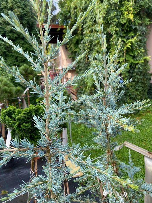 Cedr himalajski Karl Fusch