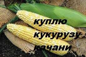 КУКУРУДЗУ заберу з поля в качанах солодку