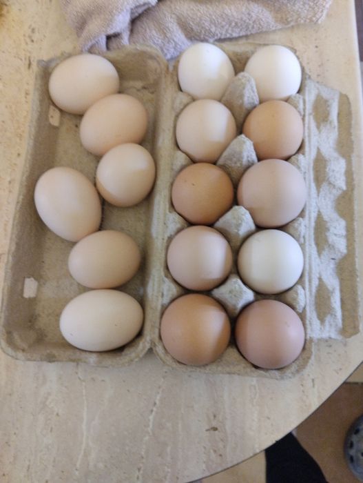 Jajka wiejskie sprzedam