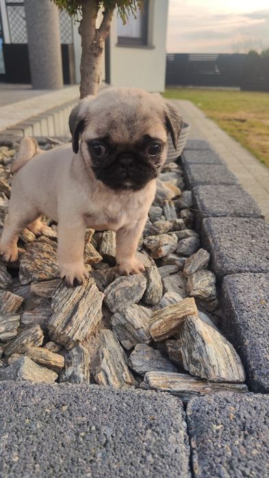 Mops beżowy pies