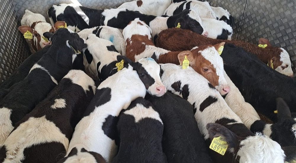 Byczki Jałówki Polskie Legnica