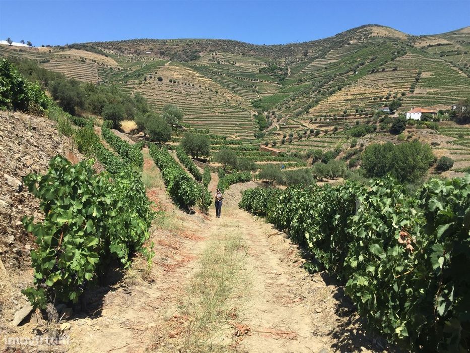 Quinta no Douro ao Pinhão
