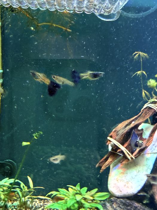 Gupik Metal Snake Skin Blue Tail
