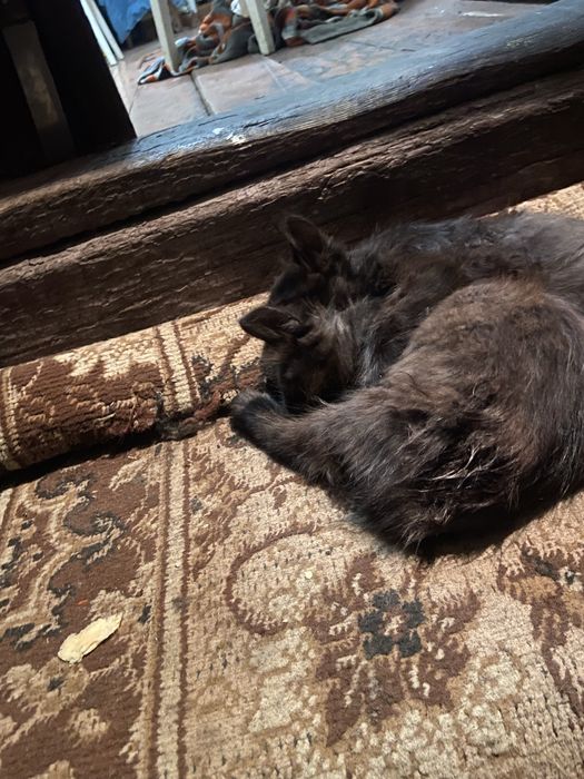 Котята в добрі руки