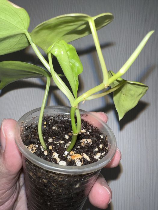 Фил Лемон лайм. Черенок.