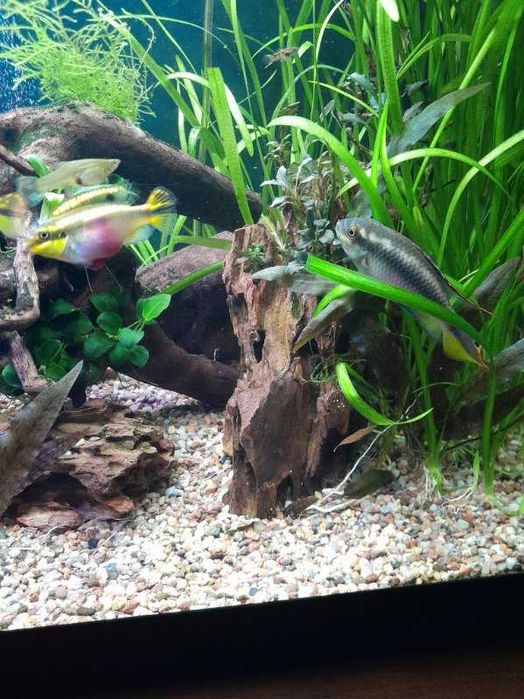 Barwniak czerwonobrzuchy