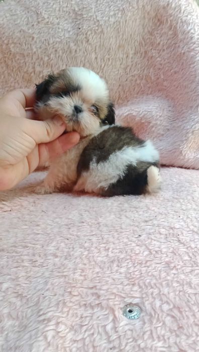 Shih-tzu fêmea mini com LOP