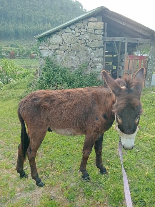 Vende se Burro 3 anos