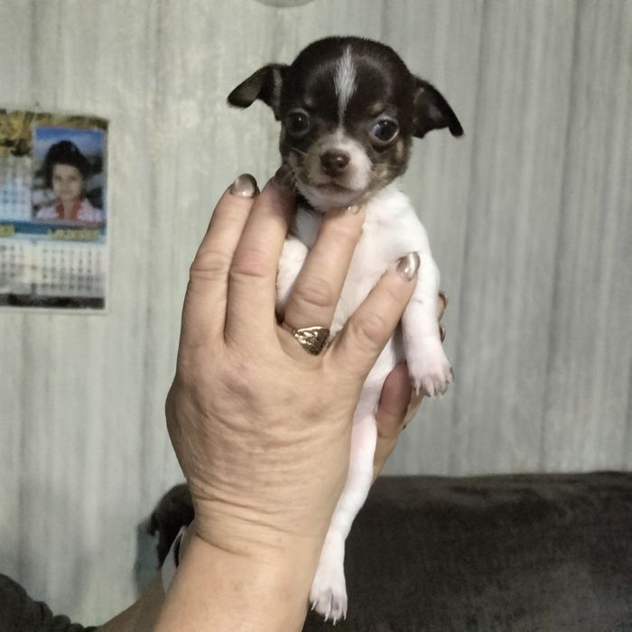 Минички-малышки и мальчишки.