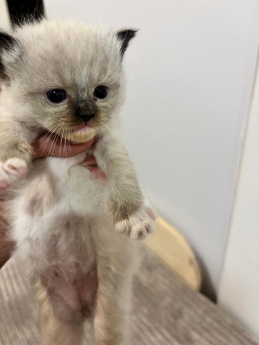 Ragdoll PIĘKNY Kot  ,,Hary"  FIFE FPL