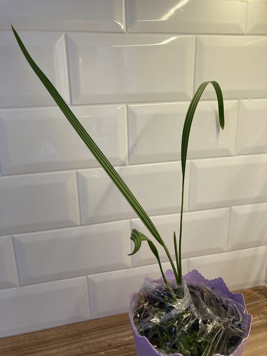 Фінікова пальма