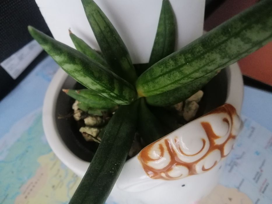 Sansevieria #Hedgehog#Sprzedam #Nadwyzka
