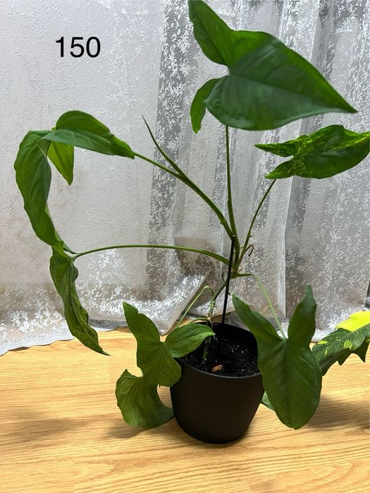 Кімнатні рослини