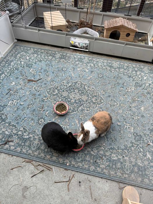 Kroliki Marcinek i Cinnamon do adopcji razem z cala oprawka