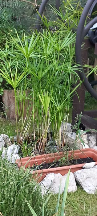 Papirus-Cibora zmienna-również do oczka wodnego.