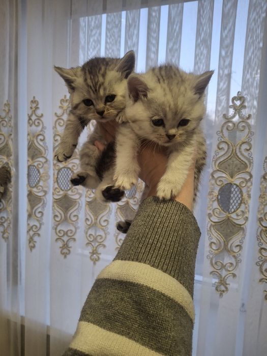 Продам   кошення