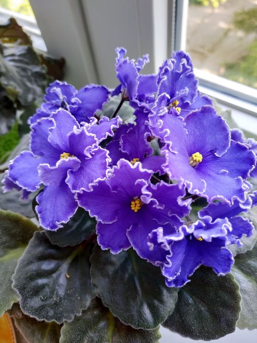 Фиалки молодые кустики сенполия