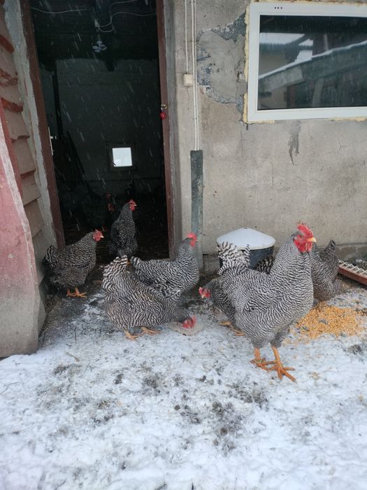 Jaja legowe  amrockow