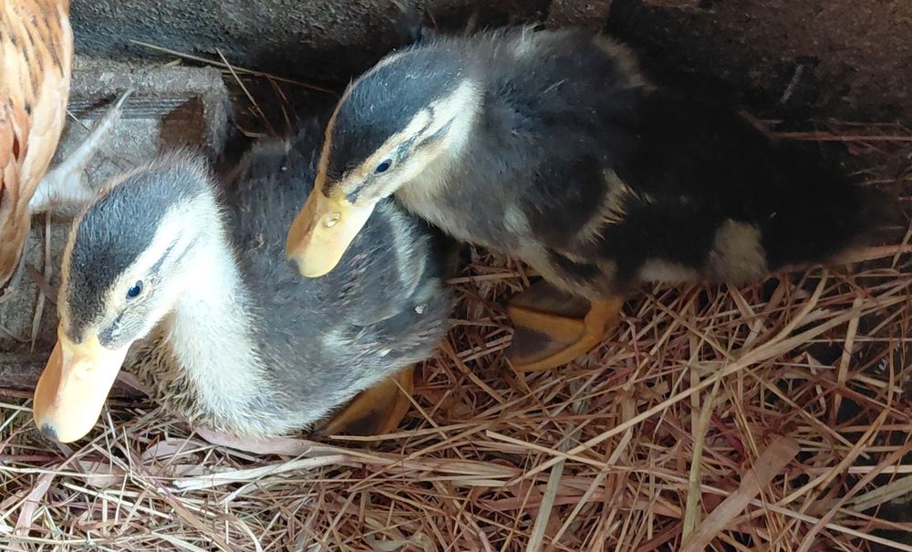 Patos rouen nascidos a 14/03 (2 disponíveis)