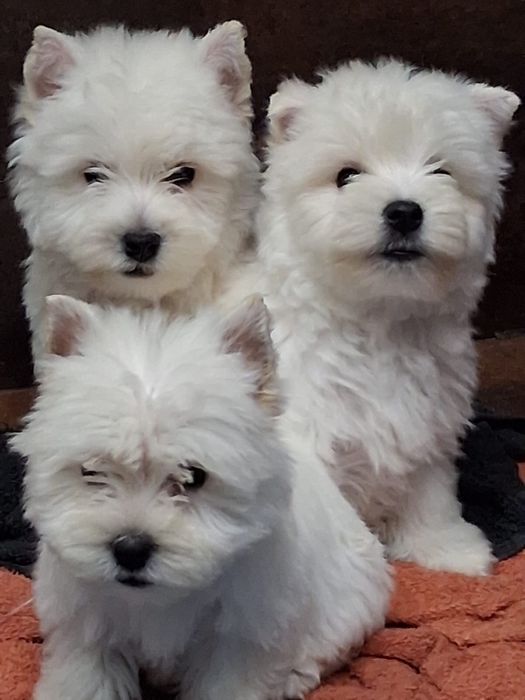 Piesek west highland white terrier