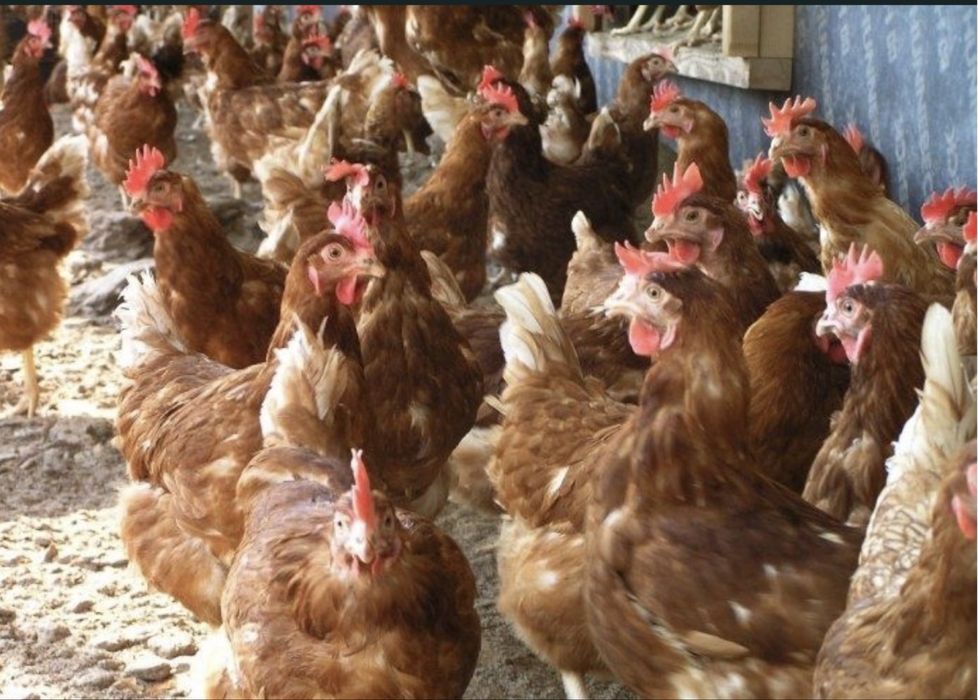 продаю курей с доставкой по всей украине
