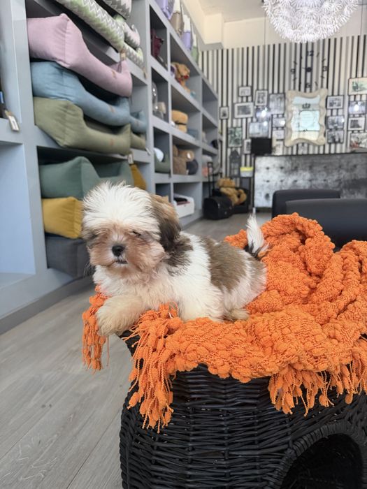 Shih tzu menino top