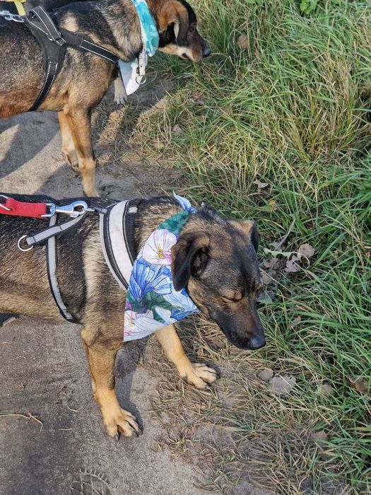Portos i Aramis pragną ciepłego domu. Pokochasz?