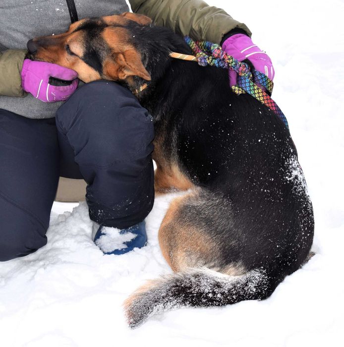 Figaro wrażliwy, kochany pies