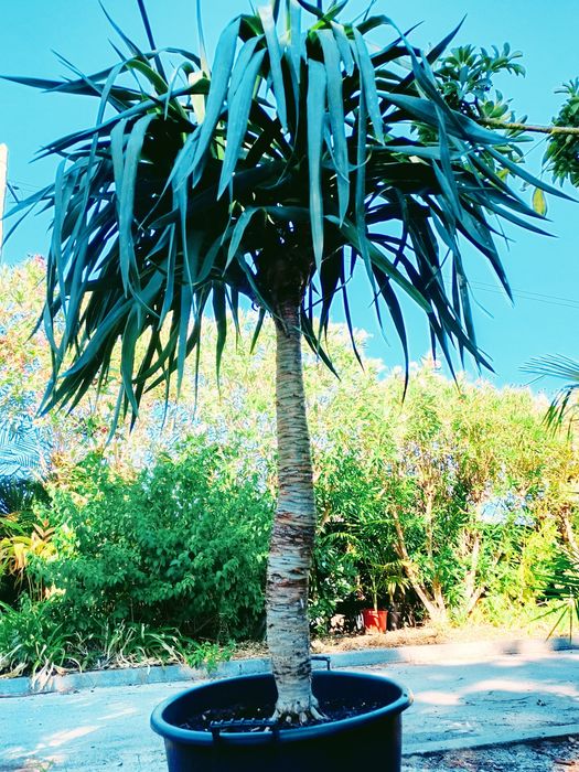 Dragoeiros ou Dracaena draco