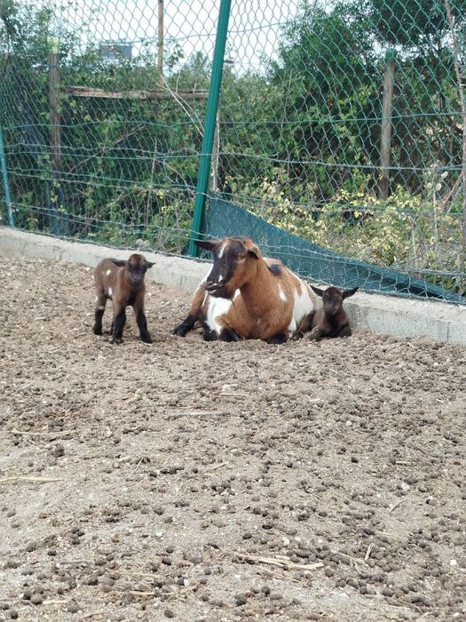 Adoráveis cabras anãs