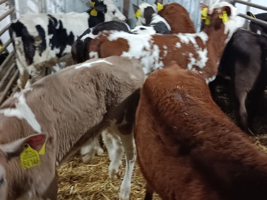 Jałówki Mięsne Mieszańce 60-110
