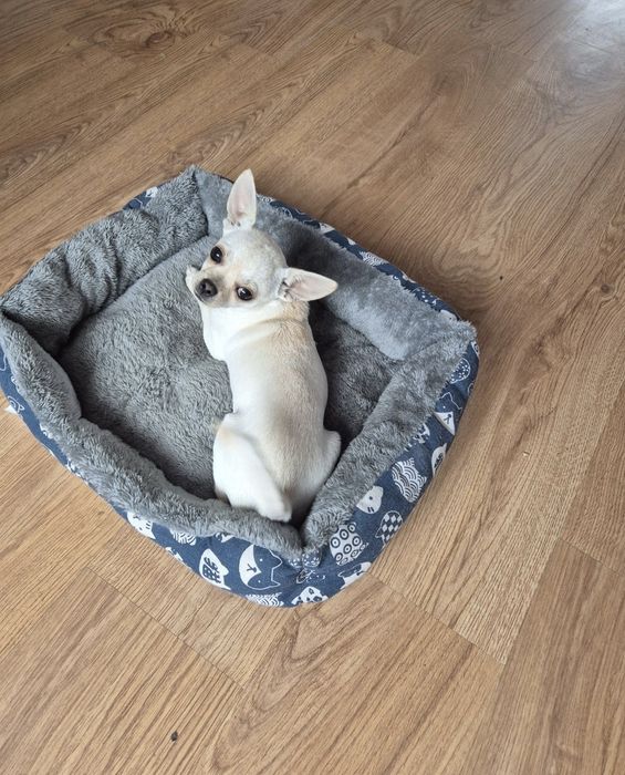 Chihuahua suczka szczeniak