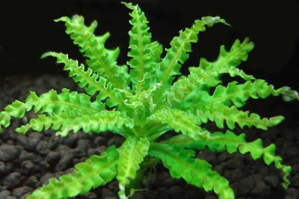 pogostemon helferi- gwiazda  wodna