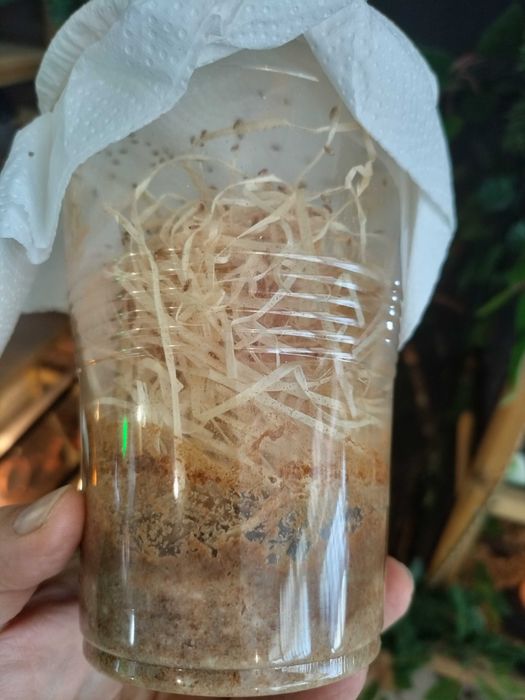Alimento vivo. Camaleoes entre outros, drosophyla
