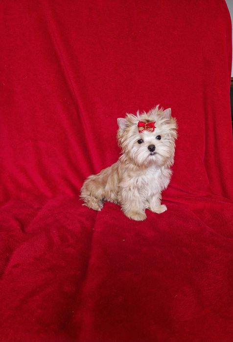 śliczny piesek yorkshire terrier