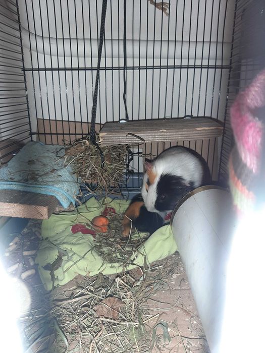 Морська свинка (хлопчик)