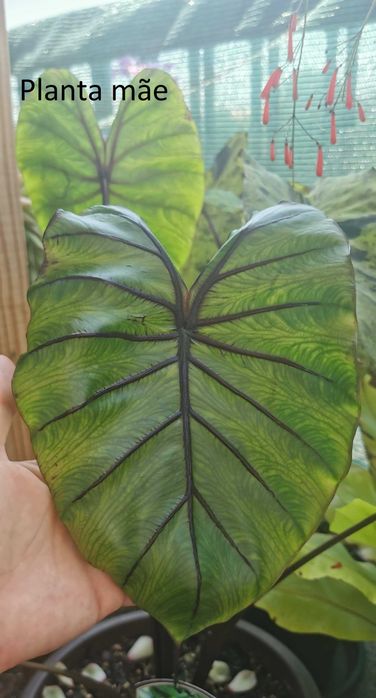 Colocasia Pharaos Mask