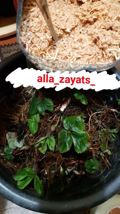 біла Полуниця самоплідна Білосніжка белая клубника сажанци саджанці