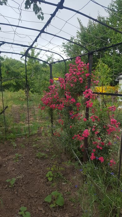 Продам дачний участок