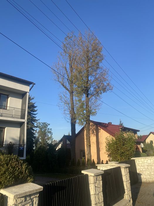Wycinka drzew | Pielęgnacja drzew i ogrodów | Arborysta